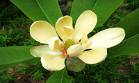 What is magnolia extract 